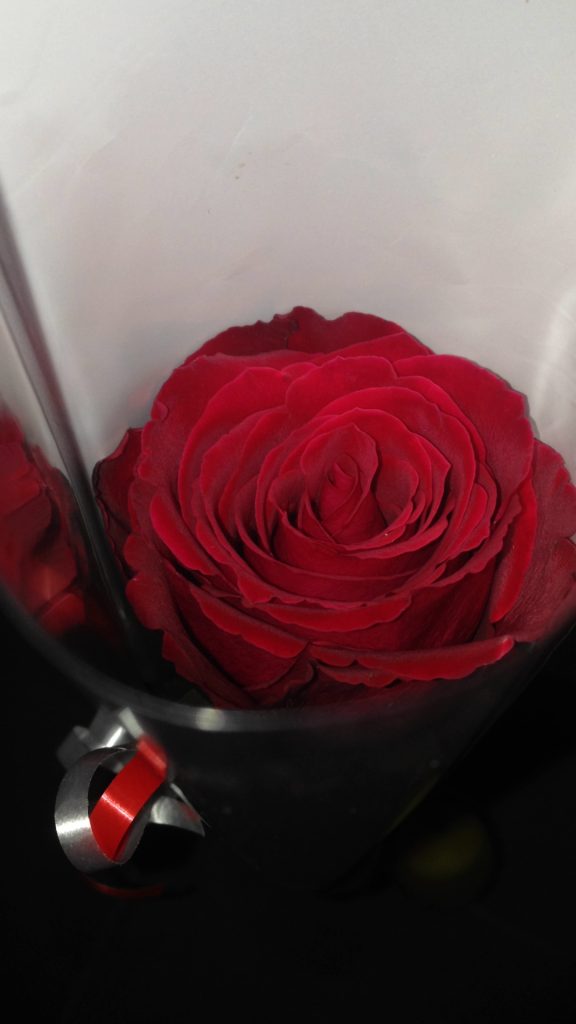 a rose on valentines day date