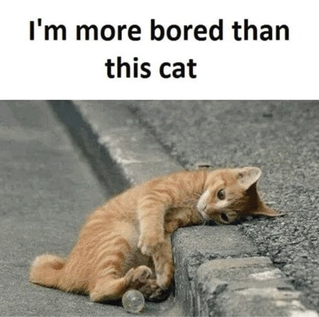 i'm more bored than this cat